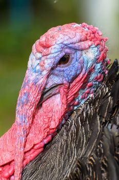 Closeup head of male wild turkey or Meleagris gallopavo