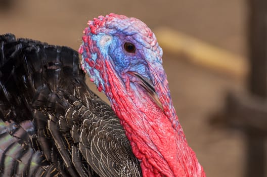 Closeup head of male wild turkey or Meleagris gallopavo