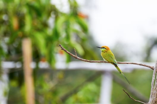Little Green Bee Eater or Merops orientalis bird