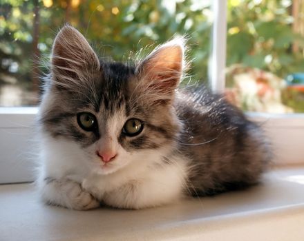 Animal home a small kitten gray-white color closeup