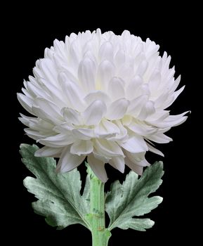 White chrysanthemum flower isolated on black background