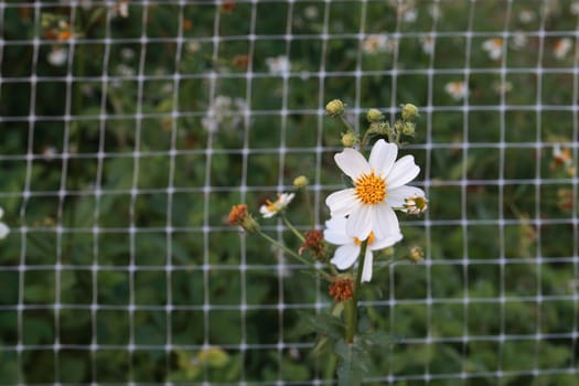 Bidens pilosa blooming on the net background.