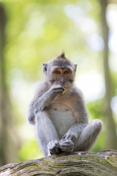 Long-tailed Macaque Monkey in the Monkey forest in Bali