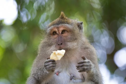 Long-tailed Macaque Monkey in the Monkey forest in Bali