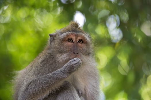 Long-tailed Macaque Monkey in the Monkey forest in Bali