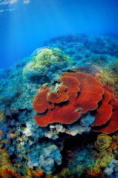 Colorful corals in the underwater landscape on Bali, Indonesia
