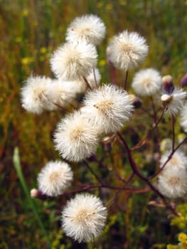 Cirsium arvense ripe and fluffy in the field