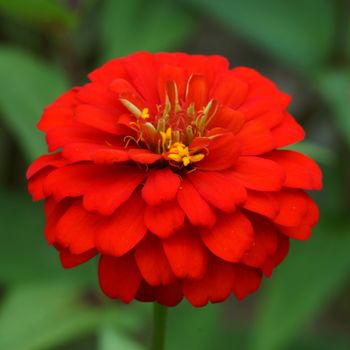 Red Zinnia flowers. (family Compositae)