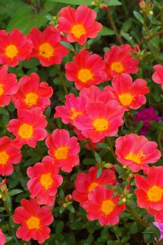 Red Portulaca flowers at the garden.