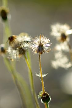 Seeds of Tridax or Wild Daisy flower. (Coldenia procumbens Linn.)