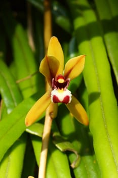 Beautiful orchid flower of Cymbidium finlaysonianum.