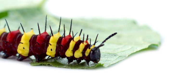 leopard lacewing (Cethosia cyane euanthes) caterpillar on its host plant leaf