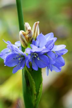 Blue wildflowers. (Monochoria hastate   (L.) Solms-Laub.)