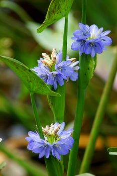Blue wildflowers. (Monochoria hastate   (L.) Solms-Laub.)