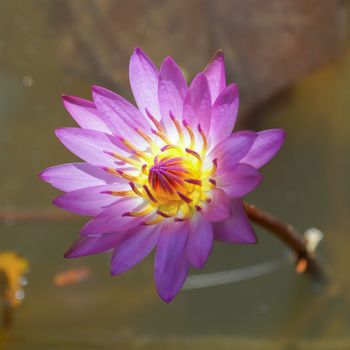 Lotus flower blooming in the rainy season.