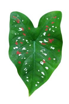 Green leaves of Caladium Becolor red and white polka dots.