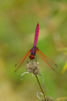 Dragonfly in the Botanical Gardens.