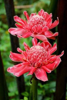 Tropical flower of red torch ginger in rainforest. (Etlingera elatior (Jack) R.M. Sm.)