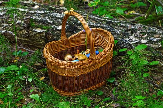 Basket with mushrooms in the forest                               