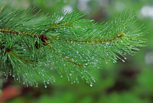 Pine branch in rain drops closeup                               