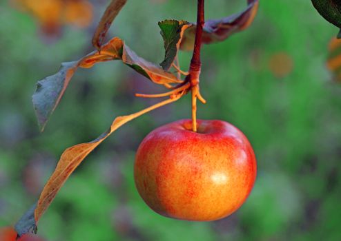 Golden ripe apple on a branch                               