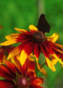 Butterfly on a yellow flower rudbeckia closeup                               