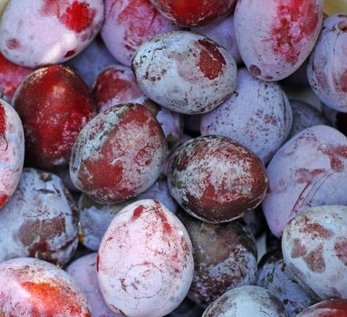 Plum closeup as background                               