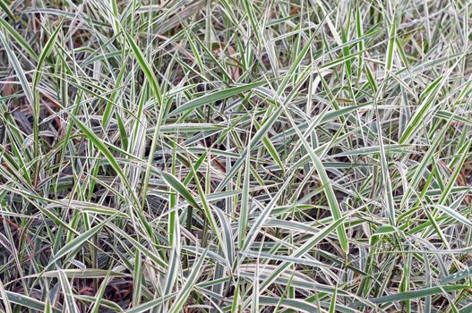 Decorative sedge as background                               