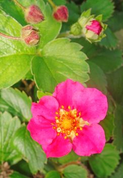 Strawberries with pink flowers closeup                               