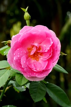 Pink rose in the rainy season.