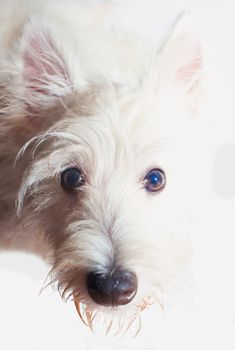 West Highlands Terrier looking up, isolated over white