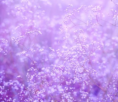 purple background with small flowers