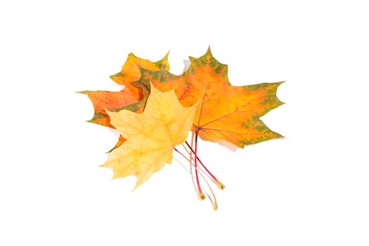 maple autumn leaves isolated on a white background