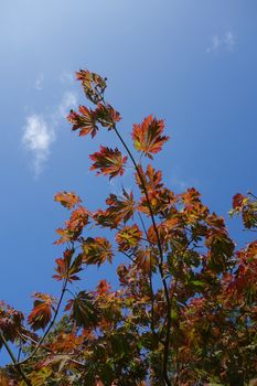 Deeply lobed red autumn leaves of full moon maple against blue sky