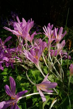 Pink autumn crocus flowers (Colchicum autumnale), against dark background