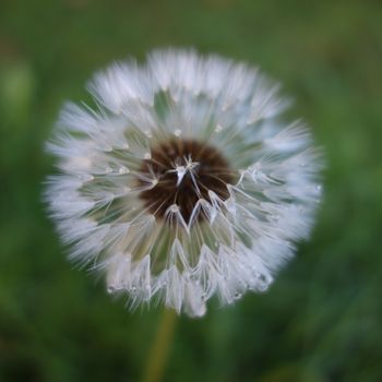 Close up of white round dandelion seed head against green background