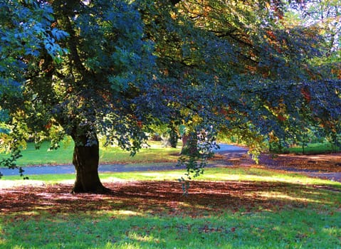 A colourful Autumn landscape.