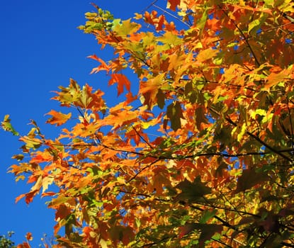 A close-up image of colourful Autumn leaves against a clear blue sky.