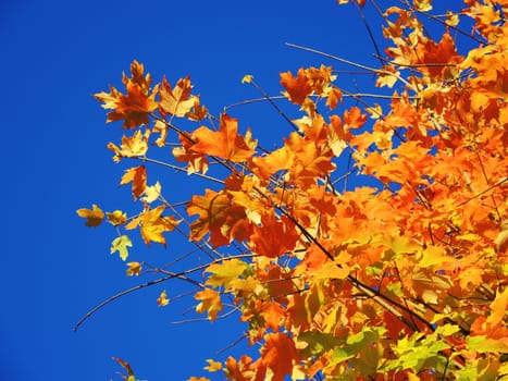 A close-up image of colourful Autumn leaves, against a clear blue sky.
