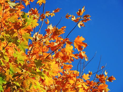 A close-up image of colourful Autumn leaves against a clear blue sky.