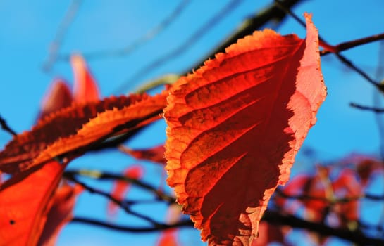 A close-up image of colourful Autumn leaves against a clear blue sky.