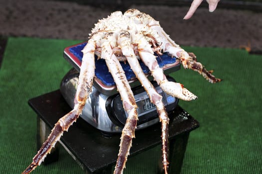 Crab is a famous city of Hakodate, Hokkaido.