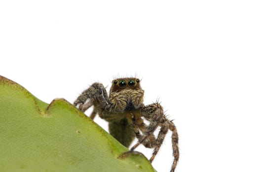 Jumping spider ultimate predator of the smallest.