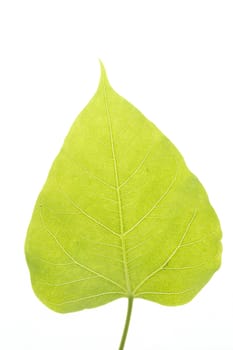 Pho tree leaf is reminiscent of the Buddha and Buddhist temples.