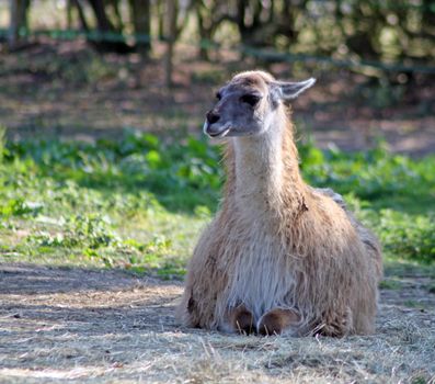 cute llama