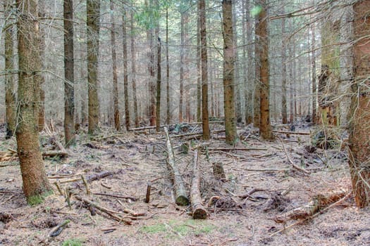 Photo shows closeup details of a magical wood.