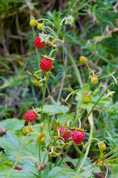 Photo shows closeup details of wild strawberries in the wood.