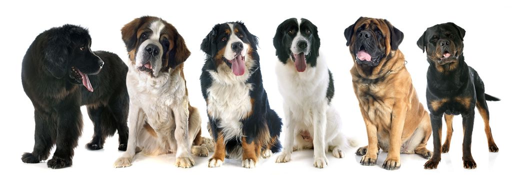 giant dogs in front of white background