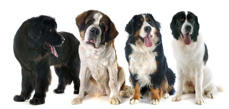 mountain dogs in front of white background
