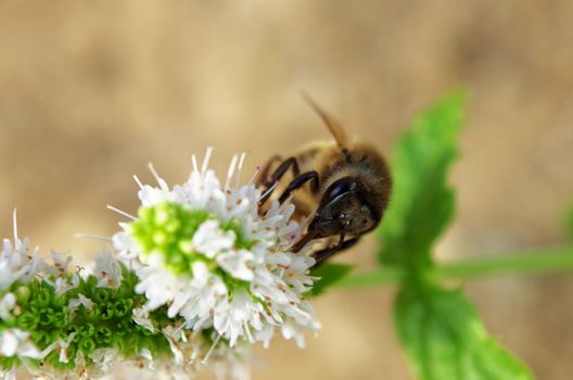 Macro of a working honey bee on a Spearmint flower taking pollen